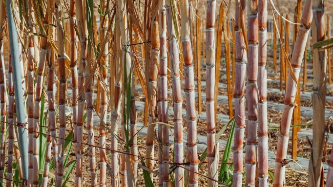 A sugar cane field