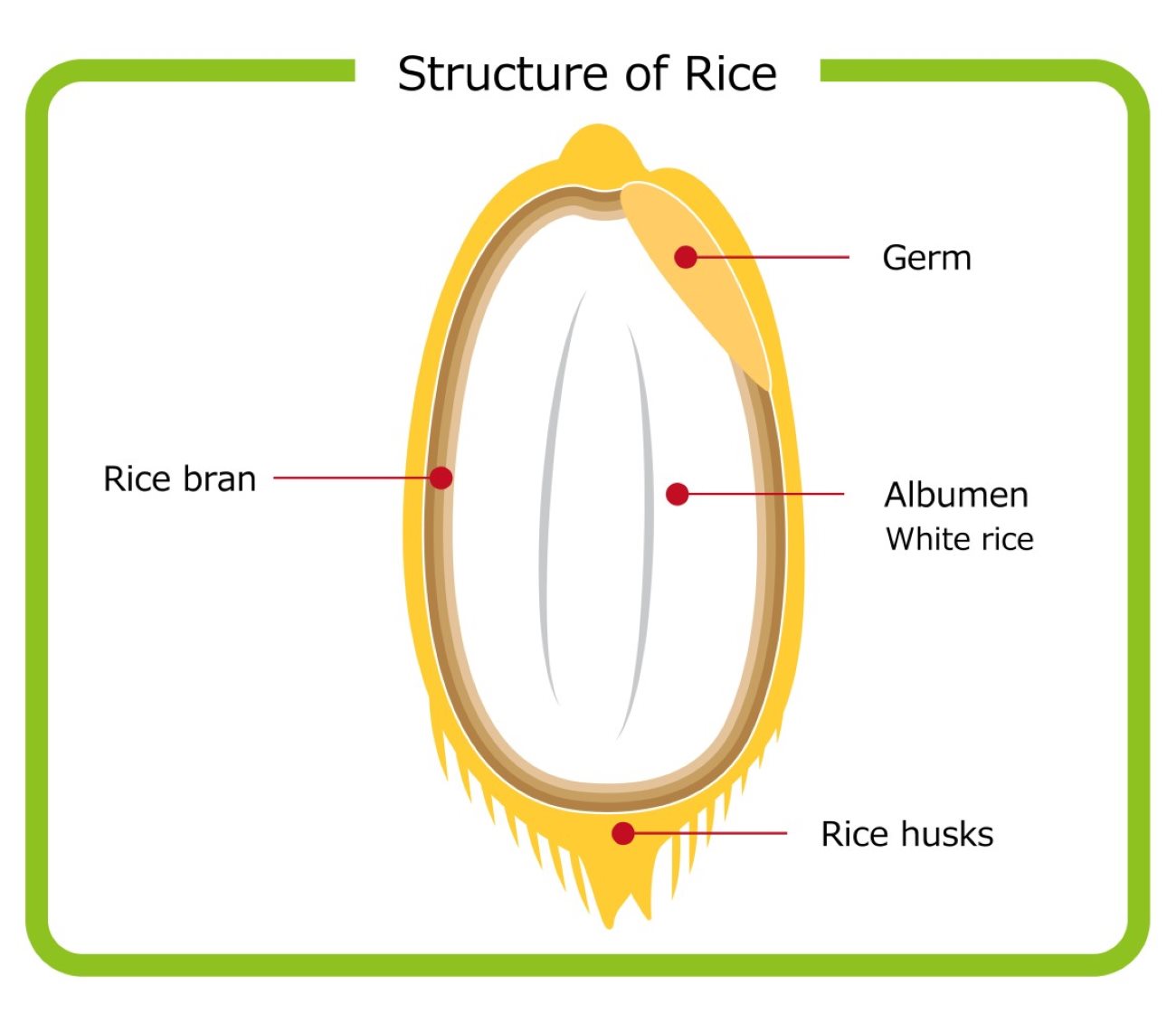 White Rice vs Brown Rice Nutrition—the Shocking Truth Nutrition Daily